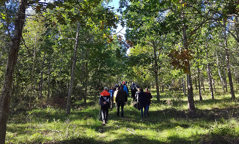 Retkeilijöitä tammimetsässä