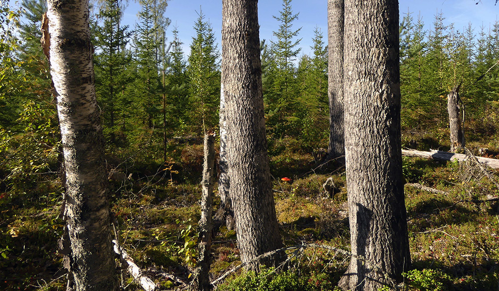 Säästöpuuryhmä