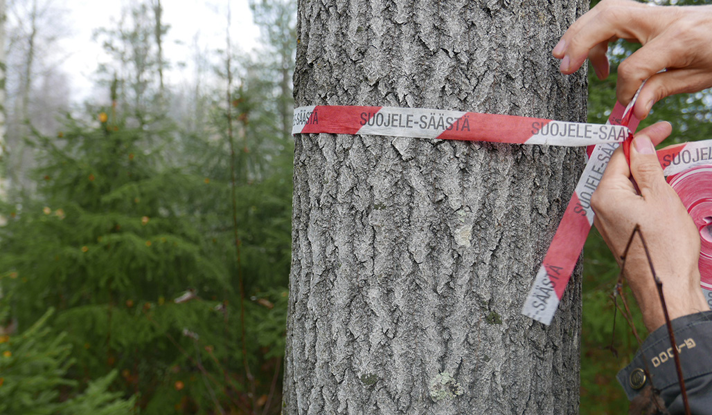 Kädet kiinnittävät puuhun "suojele ja säästä"- kuitunauhaa. 