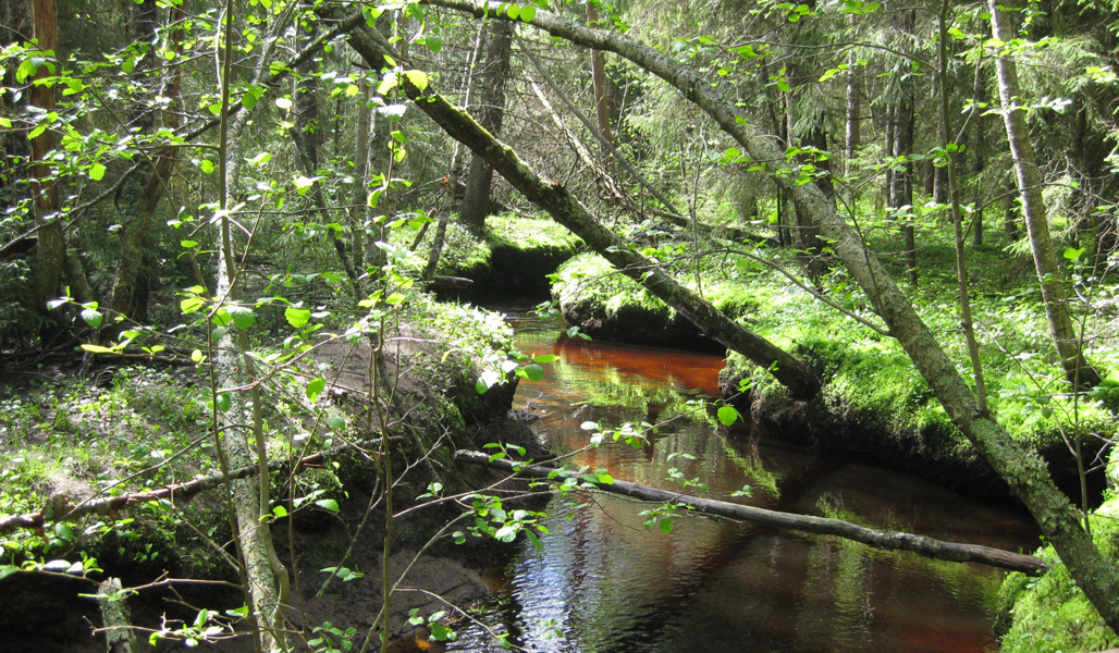 Mutkittelevan puron ympärillä on metsää.