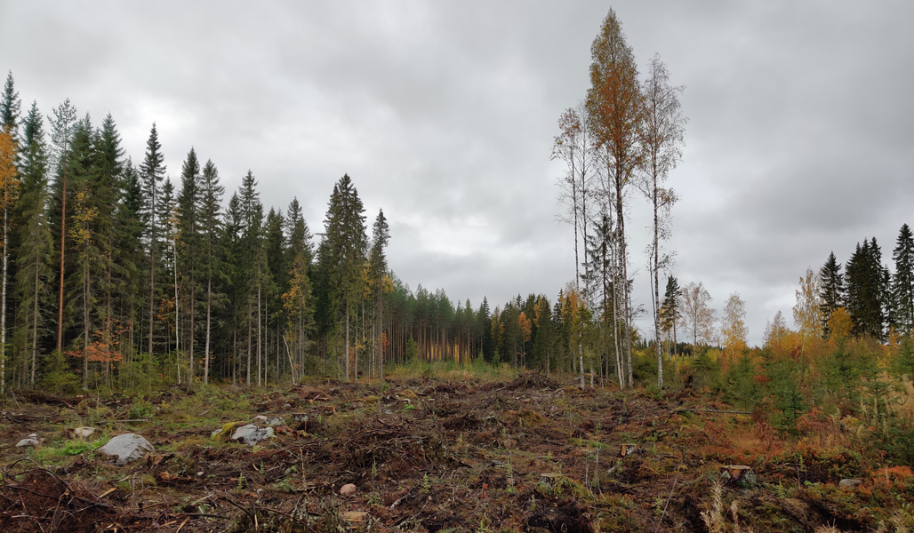 Syksyinen kuva hakkuuaukeasta, jonne on jätetty säästöpuita. 