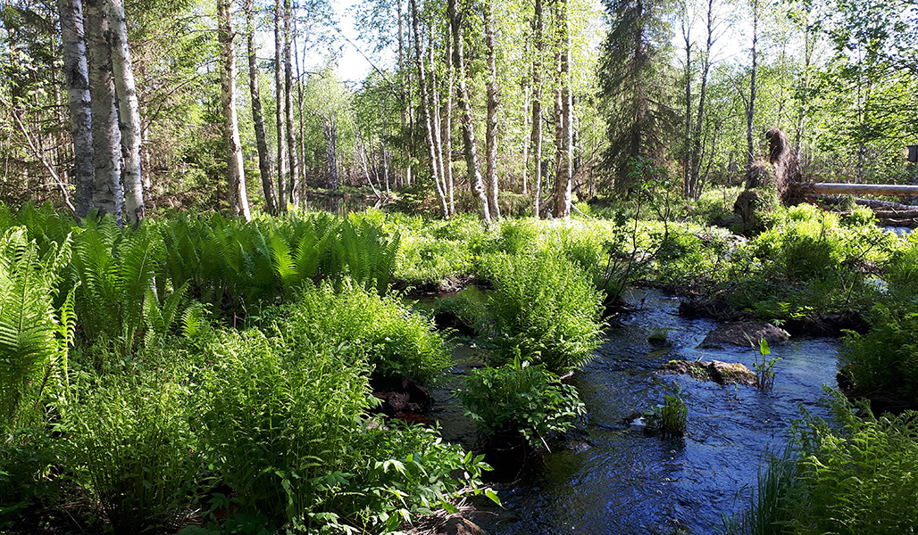 Puronvarressa on monimuotoista metsää, saniaisia ja kaatuneita puita.