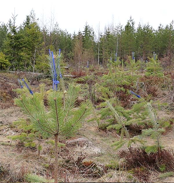 Syönninestoaineella käsiteltyjä männyntaimia, joihin on laitettu myös latvasuojat.