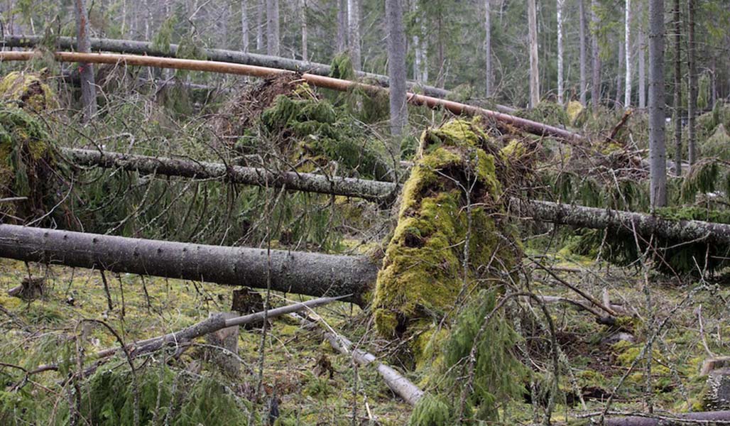 Myrskyn kaatamia puita metsässä. 