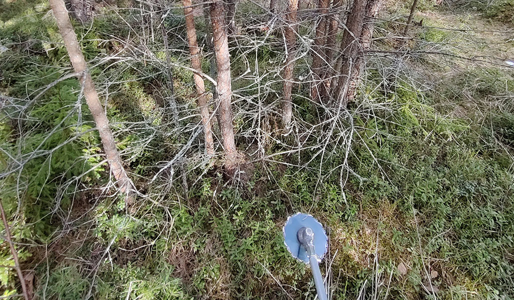 Taimikossa lähekkäin kasvavia puita ja raivaussahan terä. 