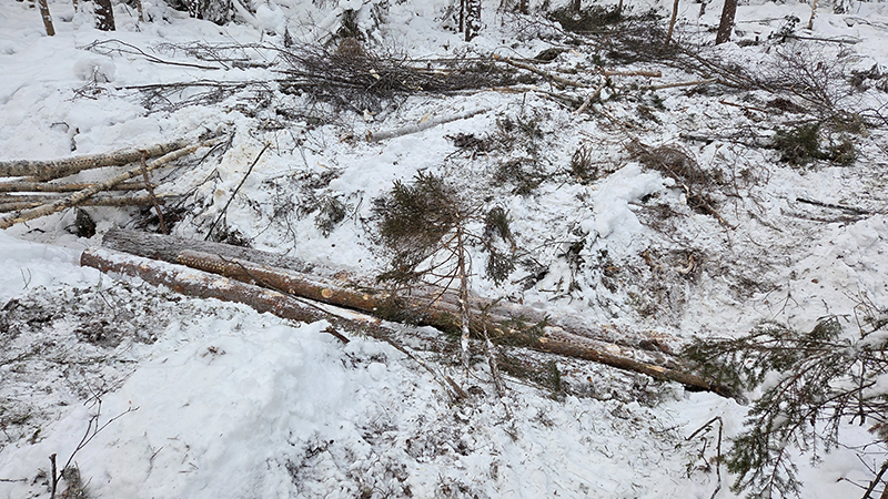 Puita maassa lumessa.