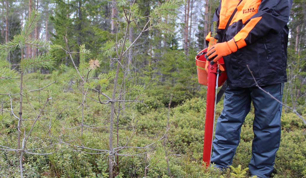 Metsuri istuttaa taimea pottiputkella metsässä