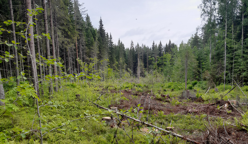 Kaistalehakattu aukko, jonka reunalla kuusikkoa. 