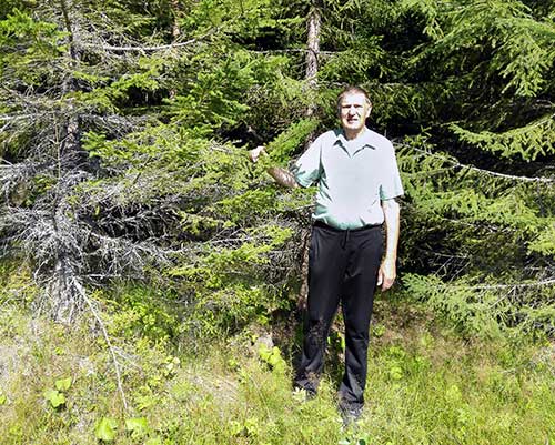 Väinö Miettinen seisoo kuusikon reunassa, johon iski aiemmin mustakoro. Hänen vieressään oleva puu on kuivunut ja karistanut neulasensa.