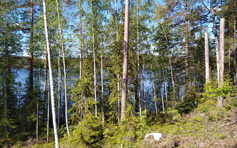 Suojavyöhyke järven rannassa