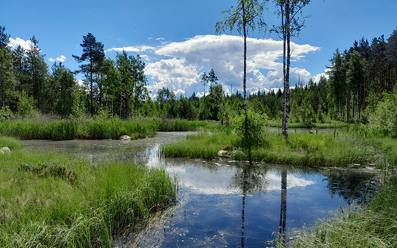 Kosteikko kesällä
