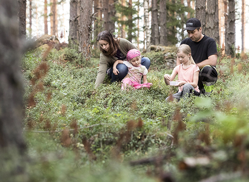 Paula, Peppi, Ronja ja Harri Viilo rentoutuvat mäntymetsässä ja keräävät mustikoita.