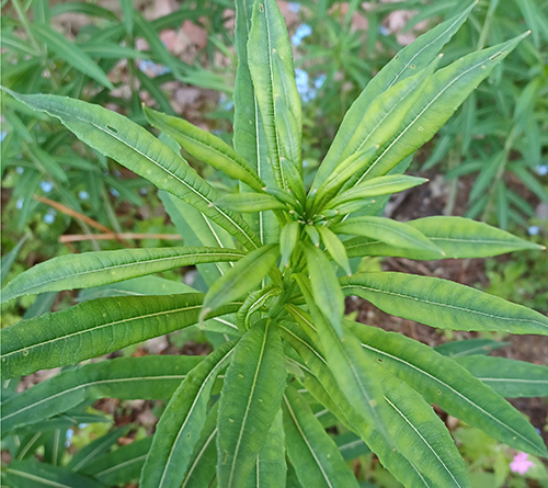 Maitohorsma, jossa ei ole vielä kukintoa.