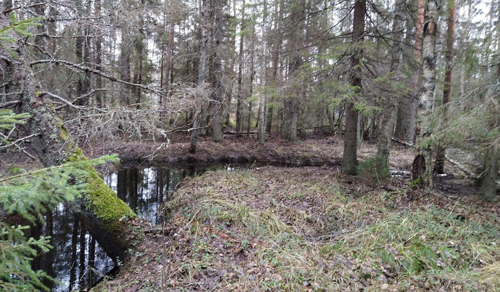 Purouoman ympärillä kasvaa luonnontilaista metsää.