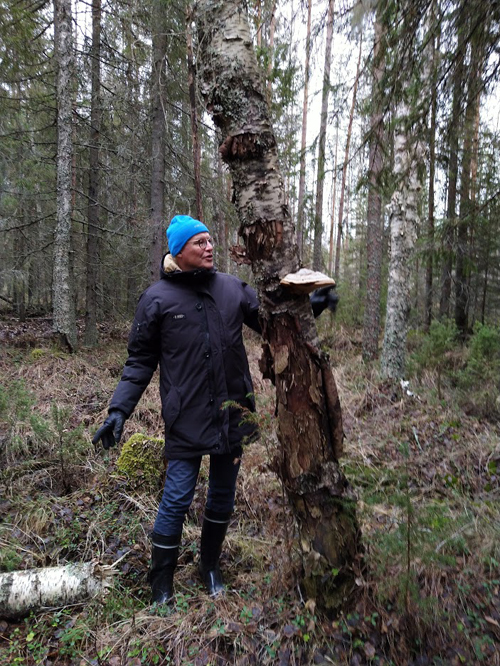 Mauno Soronen katselee pystylahopuussa kasvavaa isoa kääpää. 